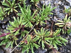 Brachyscome stolonifera