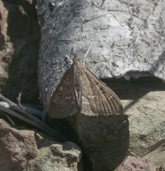 Mecyna mustelinalis