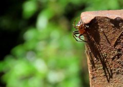 Araneus albotriangulus