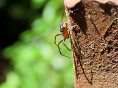 Araneus albotriangulus