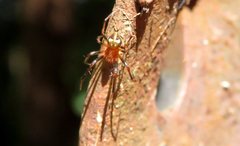 Araneus albotriangulus