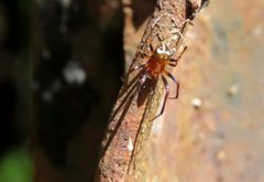 Araneus albotriangulus