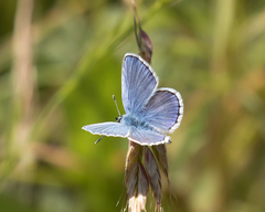 Plebejus melissa paradoxa