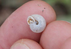 Daedalochila mooreana