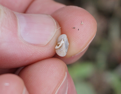 Daedalochila mooreana