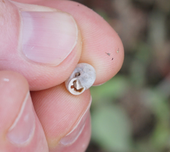 Daedalochila mooreana