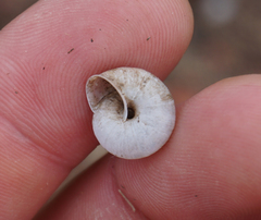 Praticolella berlandieriana