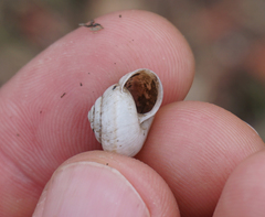 Praticolella berlandieriana