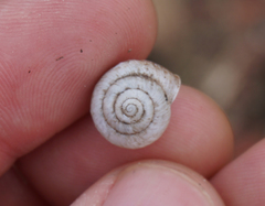 Praticolella berlandieriana