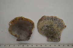 Pterioidea