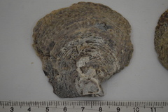 Pterioidea