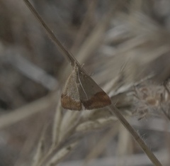 Pyrausta semirubralis