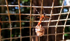 Leptomyrmex cnemidatus