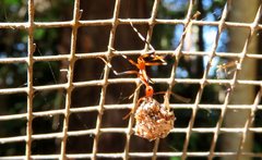 Leptomyrmex cnemidatus