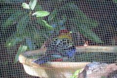 Platycercus eximius x adscitus