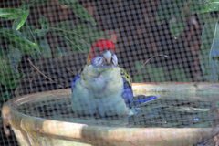 Platycercus eximius x adscitus