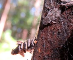 Ledromorpha