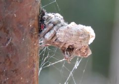 Ledromorpha