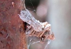 Ledromorpha