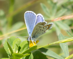 Plebejus melissa paradoxa