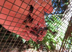 Sastragala versicolor