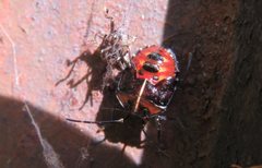 Sastragala versicolor