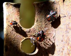 Sastragala versicolor