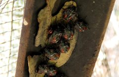 Sastragala versicolor