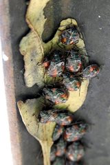 Sastragala versicolor