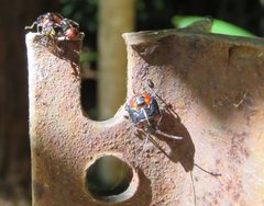 Sastragala versicolor