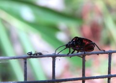 Sastragala versicolor