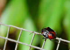 Sastragala versicolor