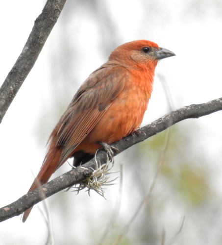 Hepatic Tanager