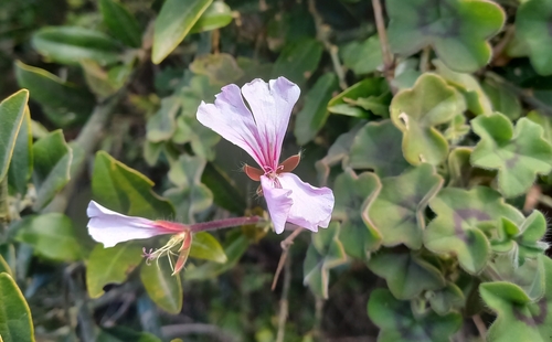 Pelargonium peltatum