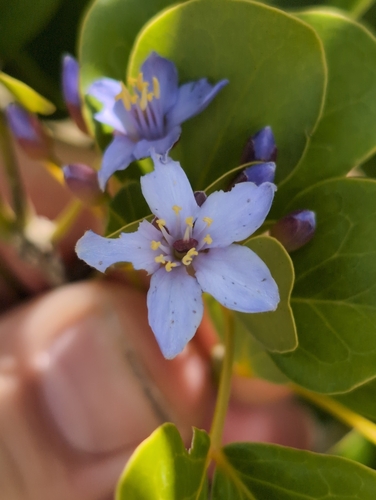 Image of Guaiacum officinale by no rights reserved