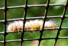 Trichiocercus sparshalli