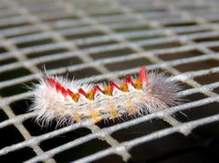 Trichiocercus sparshalli