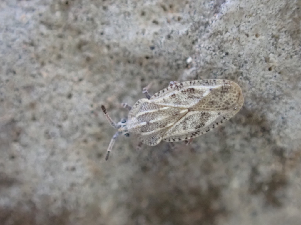 Tingis grisea
