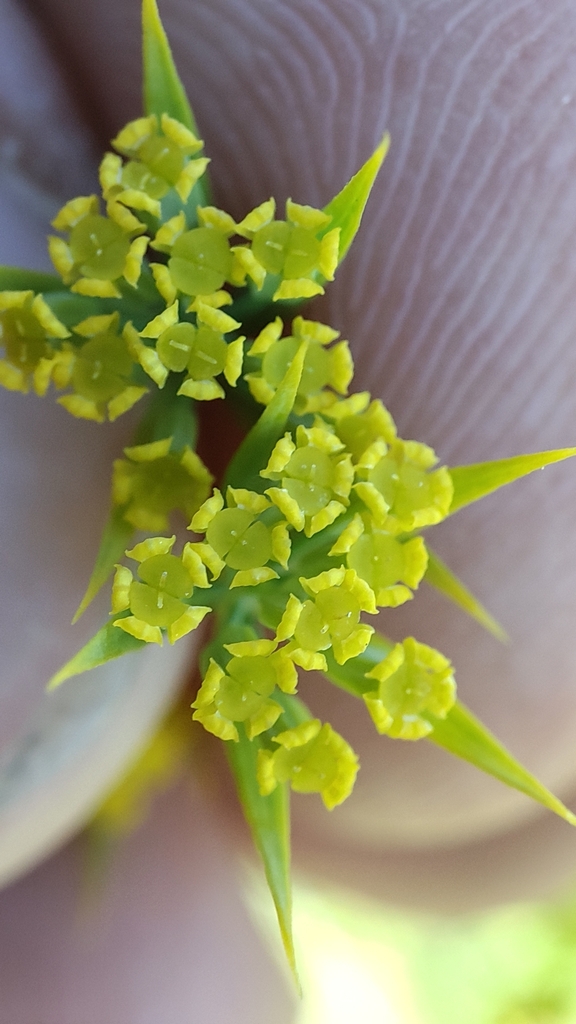 Bupleurum pachnospermum