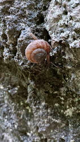 Chilostoma tigrinum