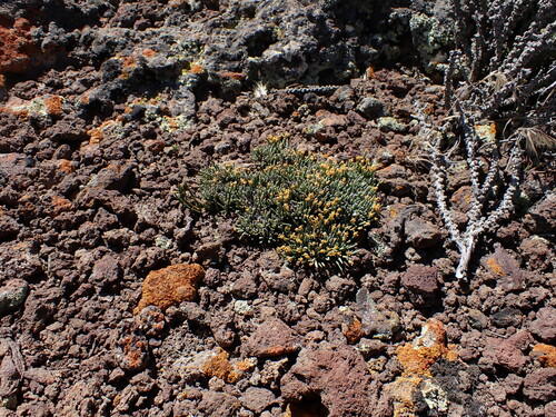 Image of Ephedra frustillata by (c) Nolan Exe, some rights reserved (CC BY)
