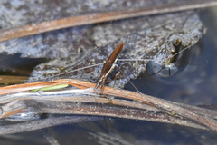 Limnoporus dissortis