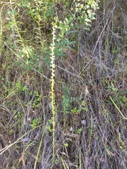 Piperia