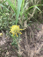 Amblyolepis setigera