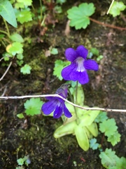 Pinguicula