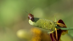 Calocoris barberi