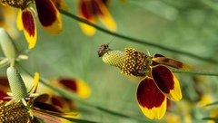 Calocoris barberi