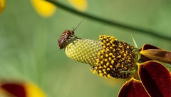 Calocoris barberi