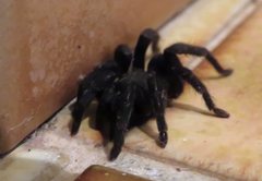 Seqocrypta jakara