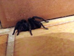 Seqocrypta jakara